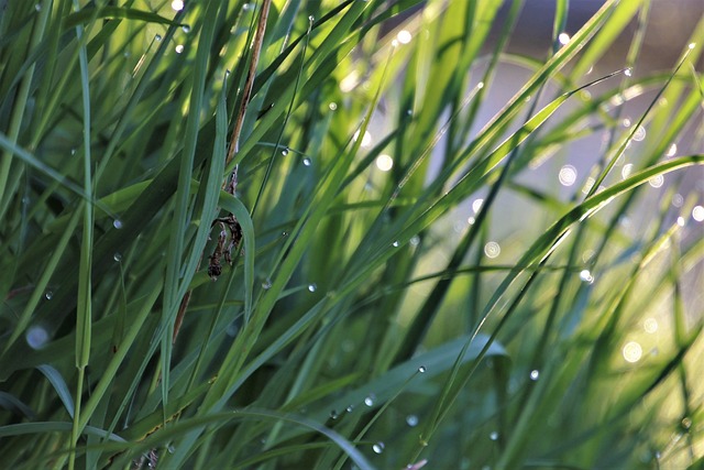 雨露